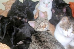 Útulek pro kočky v Sušici se dočká nových prostor, kraj podpoří...