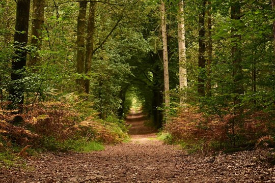 Plzeňský a Karlovarský kraj získá grant od Nadace ČEZ: Upraví turistické tratě a běžecké stopy