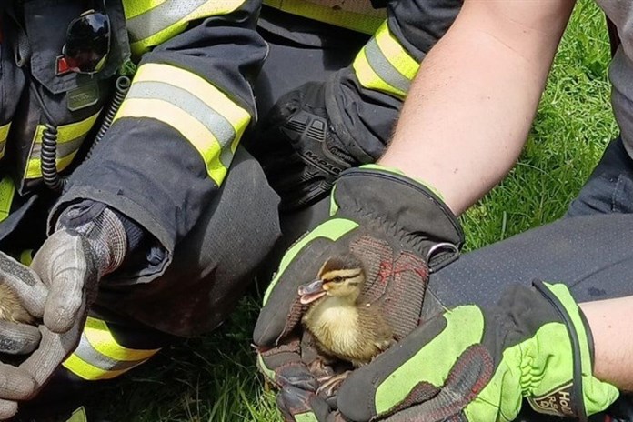 Kachňata uvízla v kanálu: Zachránili je hasiči