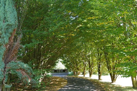 Užijte si den s přírodou! O Víkendu otevřených zahrad se v Plzni otevřou všechny tři zahrady ve správě města