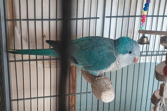 Chtěl pozdravit sousedku a netrefil pak domů