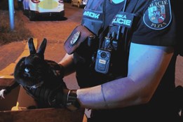 Noční dobrodružství malého králíka skončilo převozem do útulku