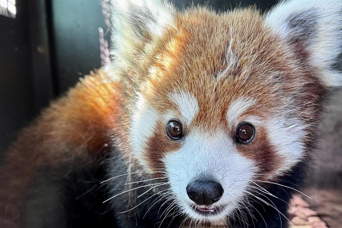 Nová panda červená v ZOO Plzeň dnes slaví 1. narozeniny