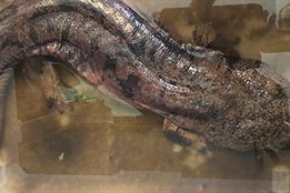 Vzácný nález v Plzni: strážníci se postarali o velemloka, ohrožený...