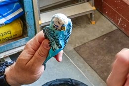 Nedělní výlet andulky skončil v odchytovém podběráku