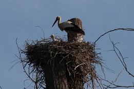 Čápata v Černošíně rostou, už vykukují z hnízda