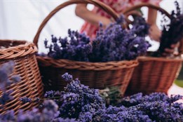 Máte rádi květiny? Levandulové slavnosti v Bezděkově u Klatov jsou...