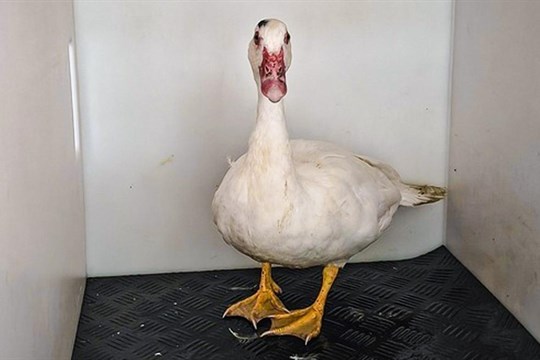 Strážníci si poradili s nezvanou návštěvnicí zahrady