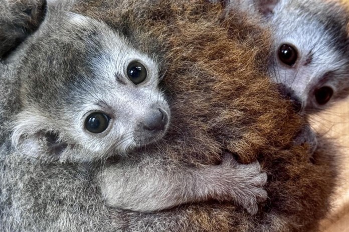 Plzeňská zoo slaví. Podařilo se jí odchovat mláďata madagaskarských lemurů korunkatých