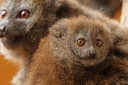 V zoo Plzeň se narodilo desáté mládě kriticky ohroženého rákosového...