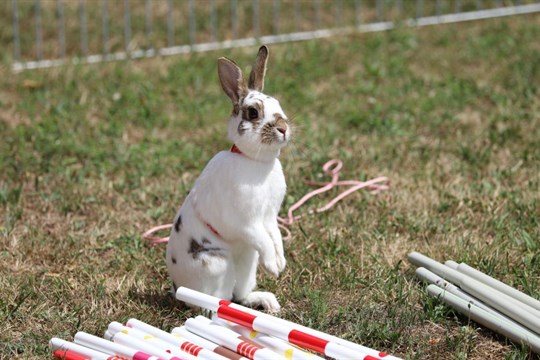 Králičí Hop dorazil na Slovany. Nové hřiště nabídne mazlíčkům bezpečný prostor pro trénink