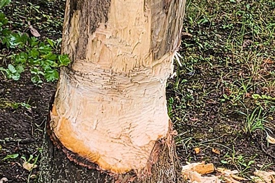 Bobr v akci, aneb Když musíš, tak musíš