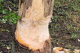 Bobr v akci, aneb Když musíš, tak musíš