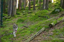 Vlci v Srní pod dohledem: Jedna samice unikla, centrum zůstává...