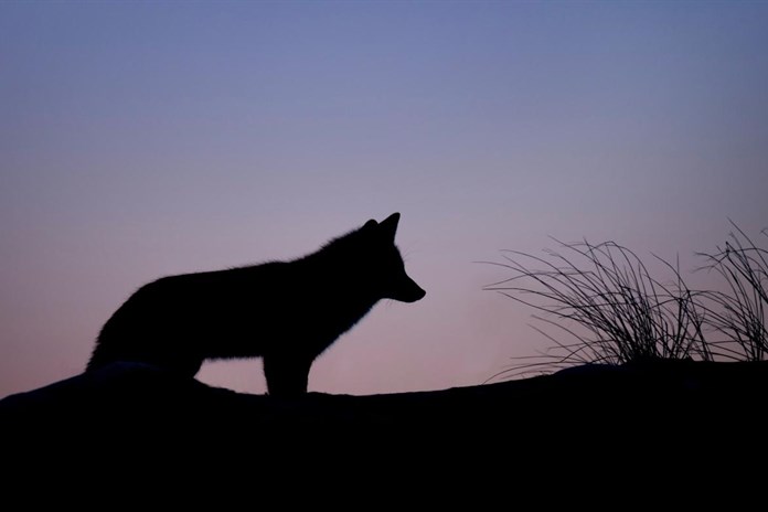 Šumavská vlčice po odchytu zemřela, poslední vlk je stále na svobodě