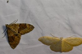 Přijďte si ve středu prohlédnout noční motýly na Sofronku