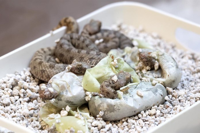 Plzeňské ZOO se podařil unikátní odchov!