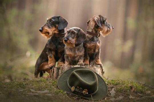 Kašperské Hory přivítají nejlepší evropské lovecké psy!