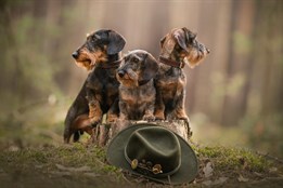 Kašperské Hory přivítají nejlepší evropské lovecké psy!