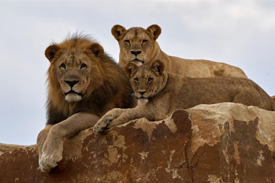 Zlínská zoo otevírá první záchranné centrum pro lvy v Česku. Pomůže i šelmám z nevhodných chovů