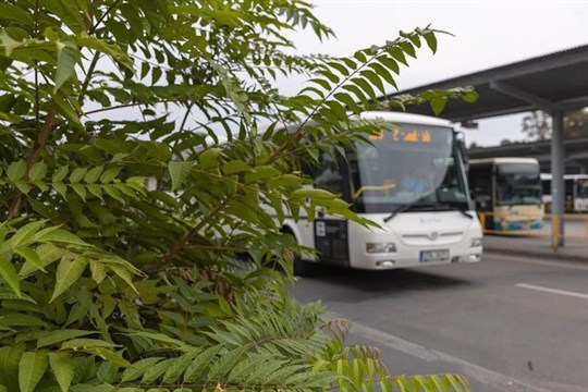 Zlínský kraj spustil zásah proti invaznímu stromu: Pajasan ohrožuje přírodu i zdraví