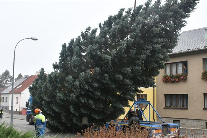 Plzeň hledá vánoční strom