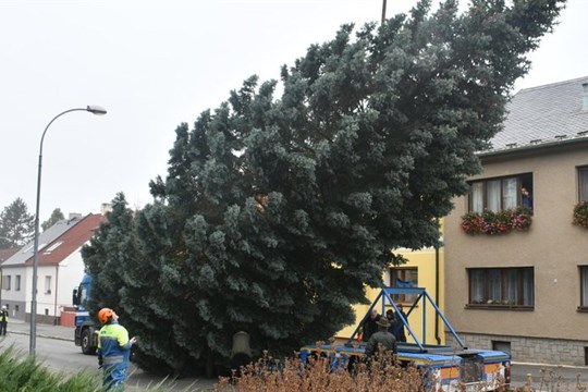 Plzeň hledá vánoční strom