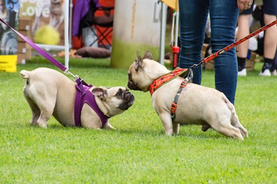 Borský park obsadí čtyřnozí parťáci. Na psí den dorazí i mistryně republiky
