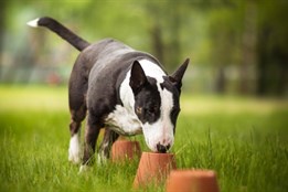Nečtiny budou hostit MČR v psím sportu Nosework