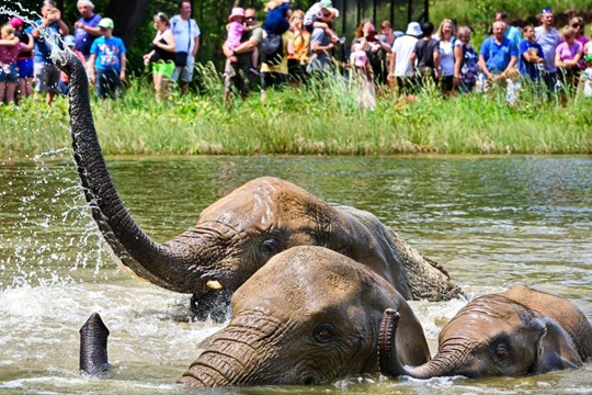 Zlínskou zoo od začátku roku navštívilo 700 000 lidí. Padne letos rekord?