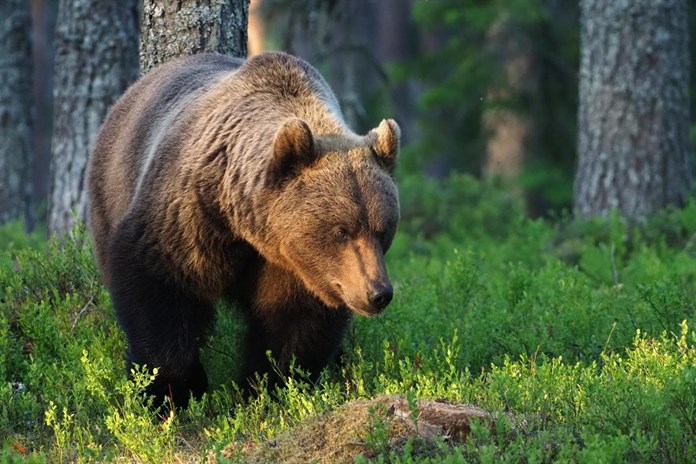 Na Doupově se patrně nachází medvěd či skupina medvědů