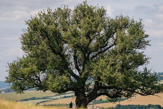 Hruška na Radovách z Uherského Hradiště je druhým nejoblíbenějším stromem v Česku