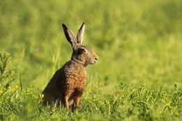 Myxomatóza zajíců se objevila ve Zlínském kraji. Jeden případ hlásí...