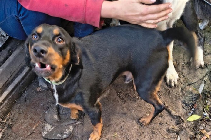 Veterináři s policisty odebrali problematické chovatelce z Tachovska 57 zvířat