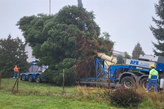 Ohrožoval dům i parkující auta. Strom manželů ze Stoda použije Plzeň jako svůj vánoční