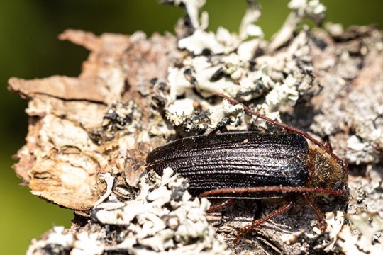 Na Šumavě se vyskytuje vzácný brouk trnoštítec horský