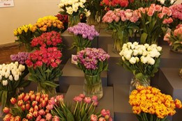 Poradíme, jakou květinou k MDŽ potěšíte ženy vašeho života