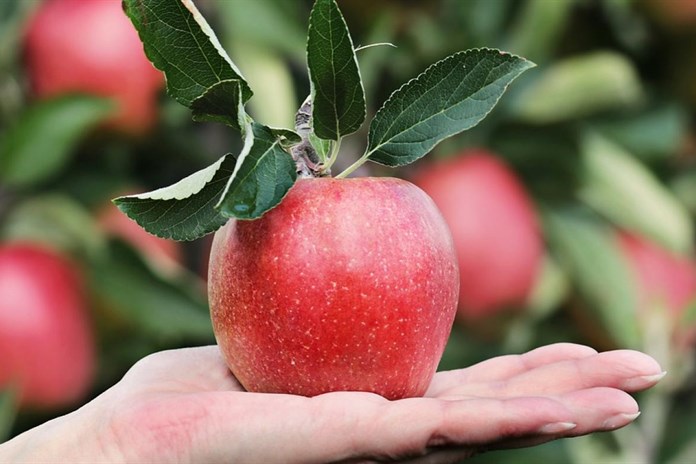 Plzeň chce zlepšit klima a vzhled města, rozdá lidem 700 ovocných stromů