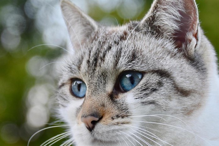 Na kastraci koček a kocourů dá plzeňská radnice majitelům zvířat příspěvek