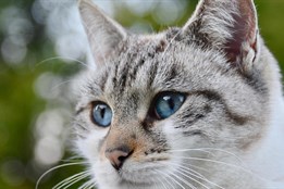 Na kastraci koček a kocourů dá plzeňská radnice majitelům zvířat...