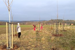 Blovice na Plzeňsku se mohou pochlubit novou výsadbou, pomůže proti...