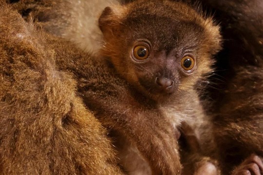 Plzeňská zoo se může pochlubit novými přírůstky