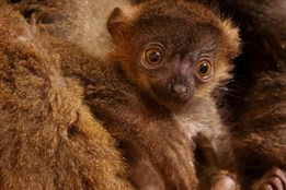 Plzeňská zoo se může pochlubit novými přírůstky