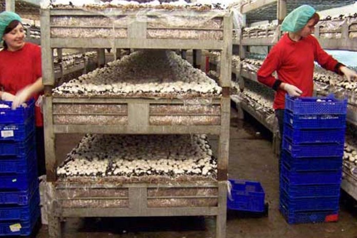 Žampionové království. Pěstírna v Kaznějově vyprodukuje nejvíce žampionů v Česku