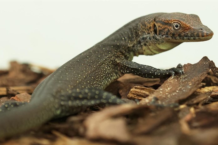 Plzeňská zoo hlásí přírůstek, podařil se jí odchov varana