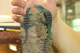 Plzeňská zoo hlásí významný úspěch. Přivítala na svět jednovaječná...