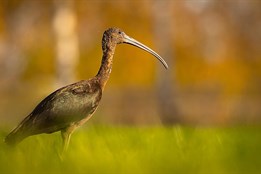 Na čem vlastně závisí cestování ibisí? Záhada ptačích migrantů