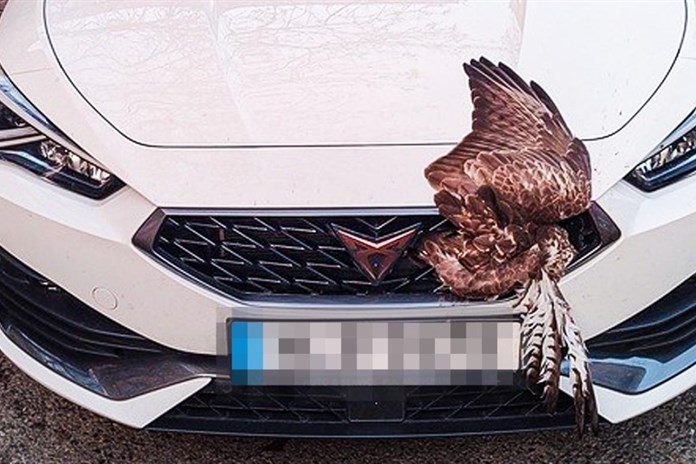 Kuriózní nehoda v Plzni. V masce auta zůstal zaklíněný velký dravec