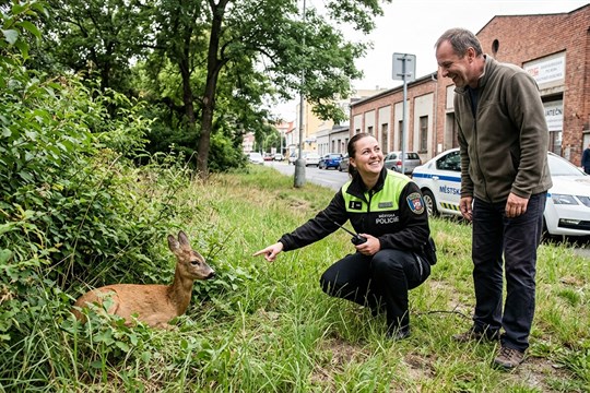 VIDEO: U Jateční ulice skáče klokan, nahlásil muž na linku strážníků. Když hlídka dorazila na místo, musela se smát
