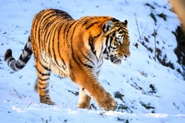 Ozzy se zabydluje v Portugalsku. Tygří samec ze zlínské zoo zamířil do Lisabonu